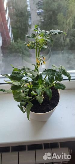 Томат декоративный