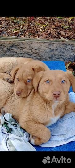 Отдаем бесплатно щенки