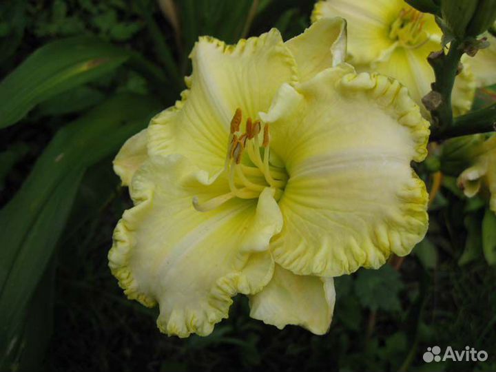 Лилейник Мунлайт Каресс