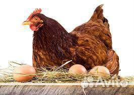 Инкубационное яйцо хайсекс Браун