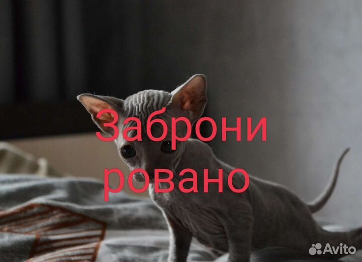 Котята сфинкс