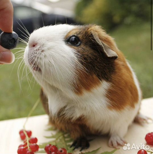 Передержка грызунов, черепах, улиток, ежей