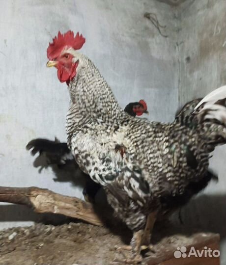 Петухи