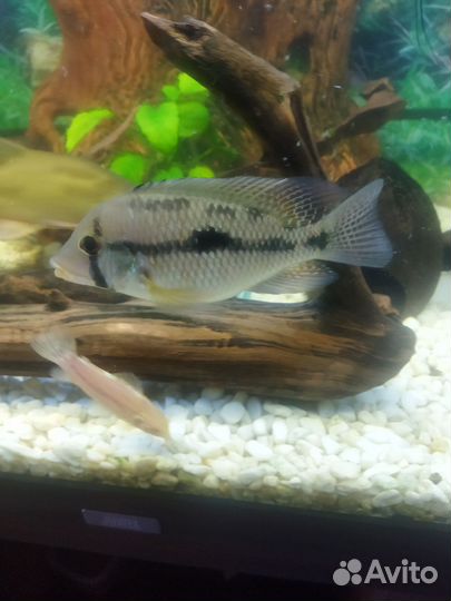 Геофагус бразильский