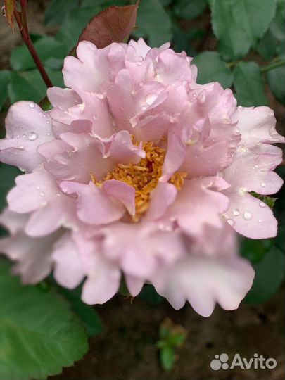 Саженцы роз самовывозом из Домодедодово