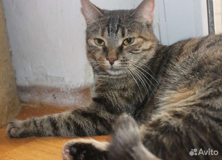 Ласточка кошечка