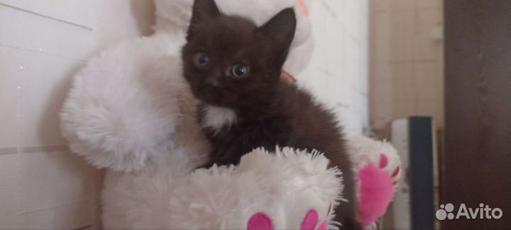 Отдам котят