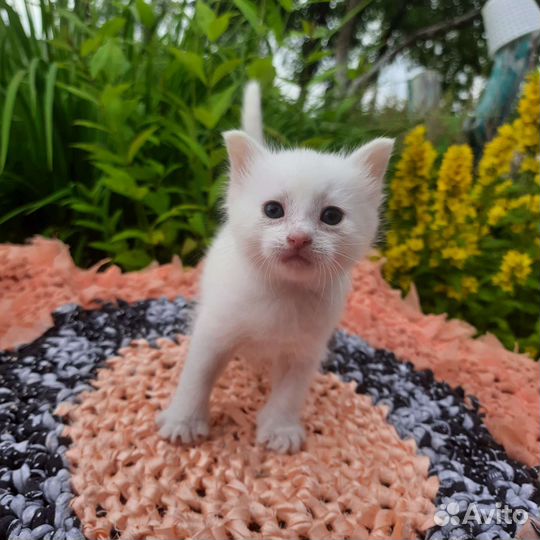 Молодая трёхцветная кошечка в добрые руки