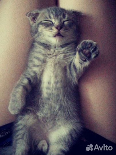 Ищу жену Шотландский вислоухий кот для вязки