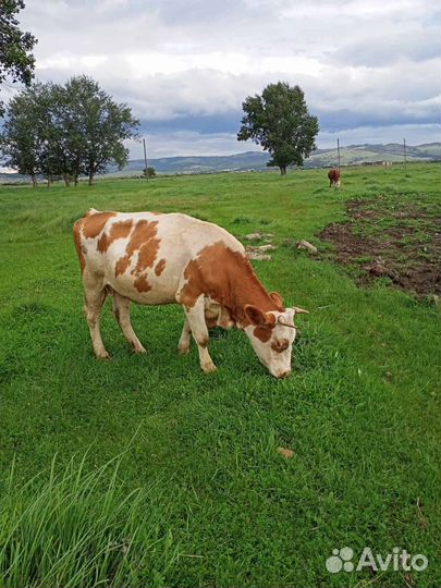 Коровы стельные