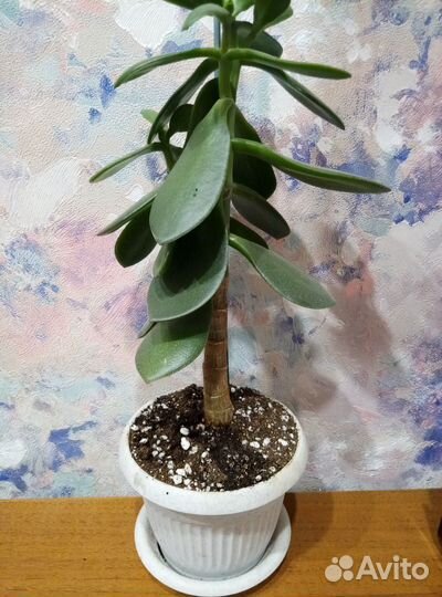 Денежное дерево красула толстянка