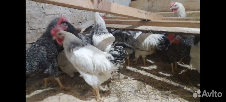 Петухи доминанты