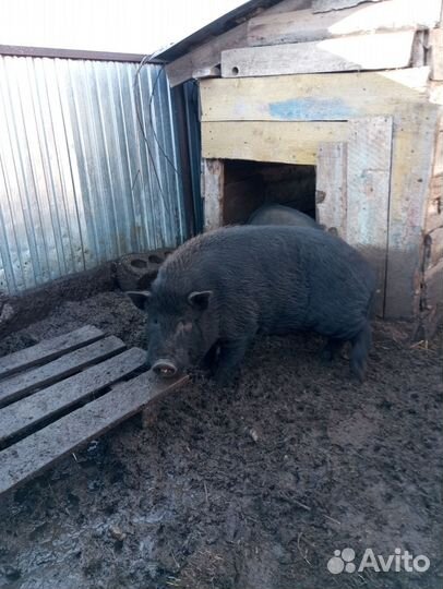 Вьетнамский хряк производитель