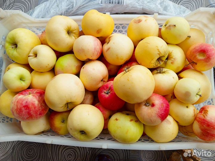 Яблоки, помидоры с дачи