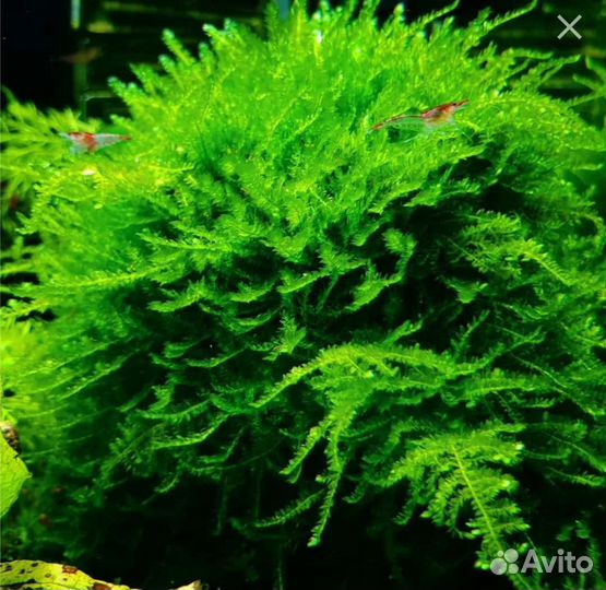 Мох,рыбки,креветки, растения,аквариум куб