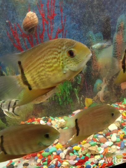 Рыба северум