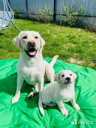 Щенки лабрадора палевые