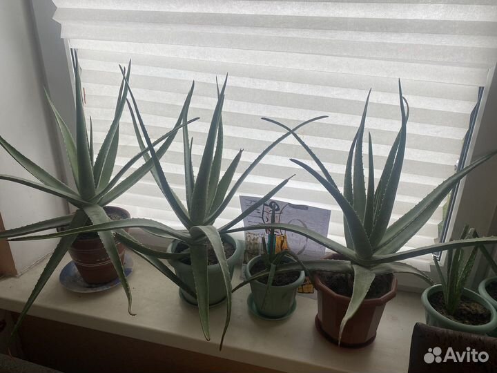 Алоэ вера растение