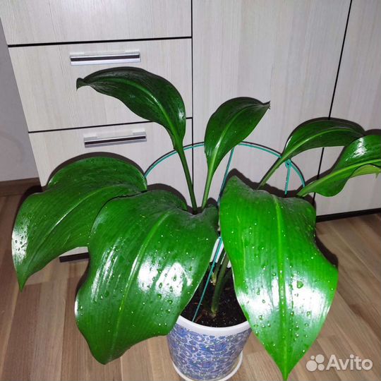 Лилия амазонская