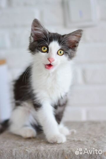 Котенок пушистый гремлин