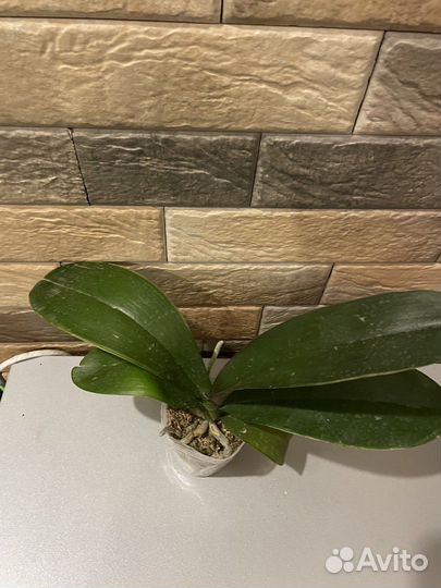 Орхидея фаленопсис I-Hsin Pudding Puppy