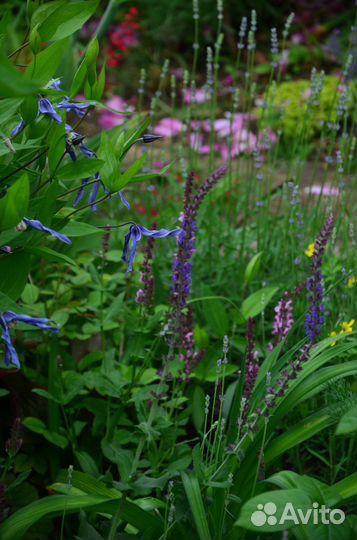 Растения для сада