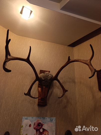 Огромные красивые рога