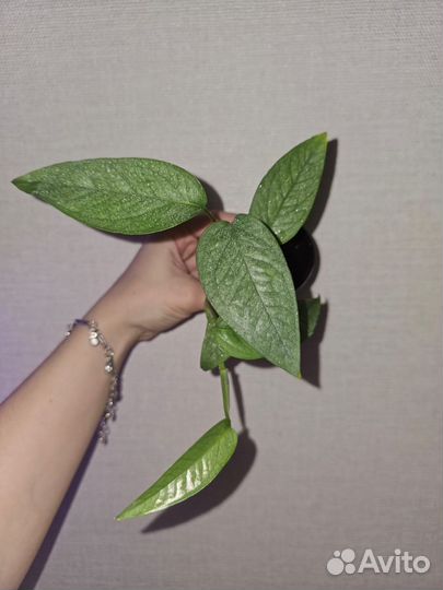 Сциндапсусы эпипремнумы набор номер 2