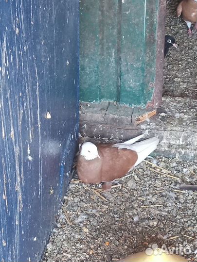 Голуби пермские и свердловские высоколетные