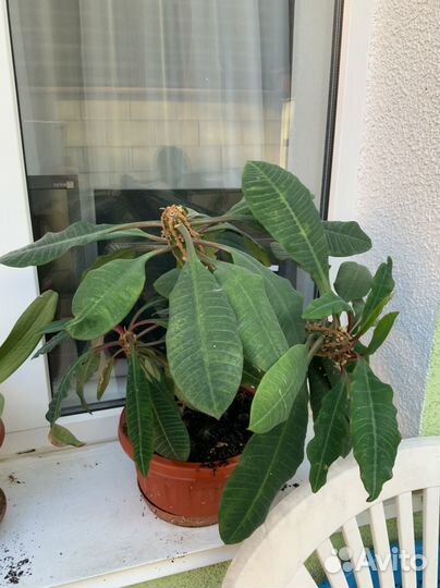 Комнатные растения