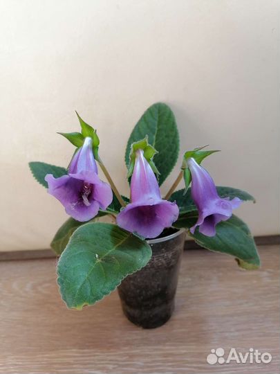 Глоксиния Тидея на цвету