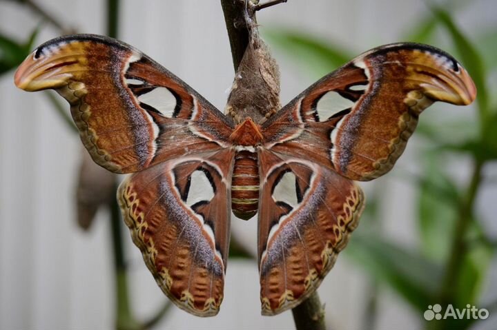 Живые тропические бабочки т/б-4