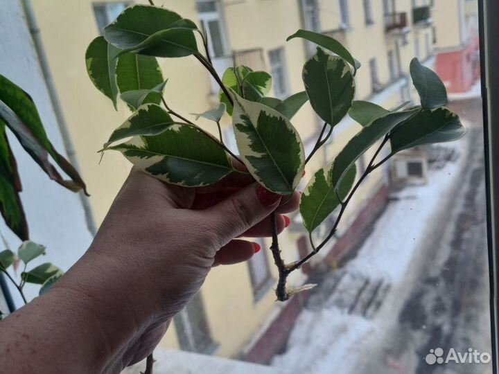 Фикус бенджамина