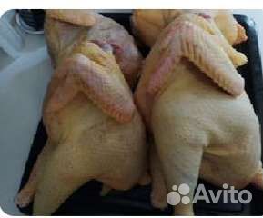 Домашние курочки,петушки, утки, индейка, перепела