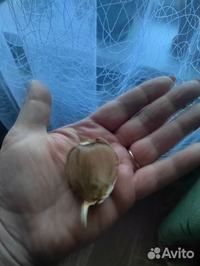 Продам чеснок