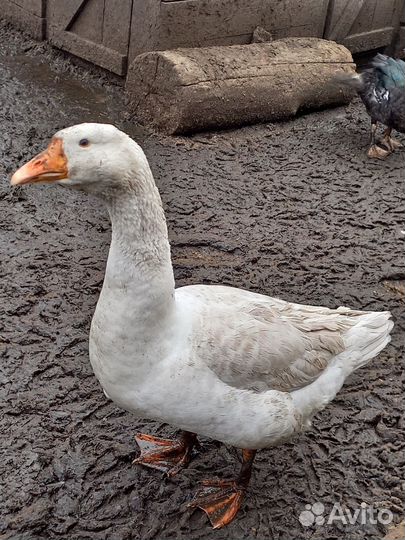 Гуси,индаутки