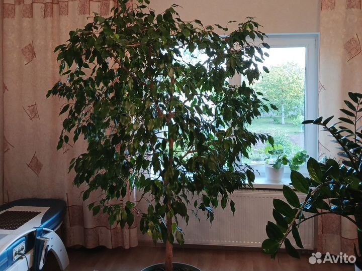 Сортовые фикусы