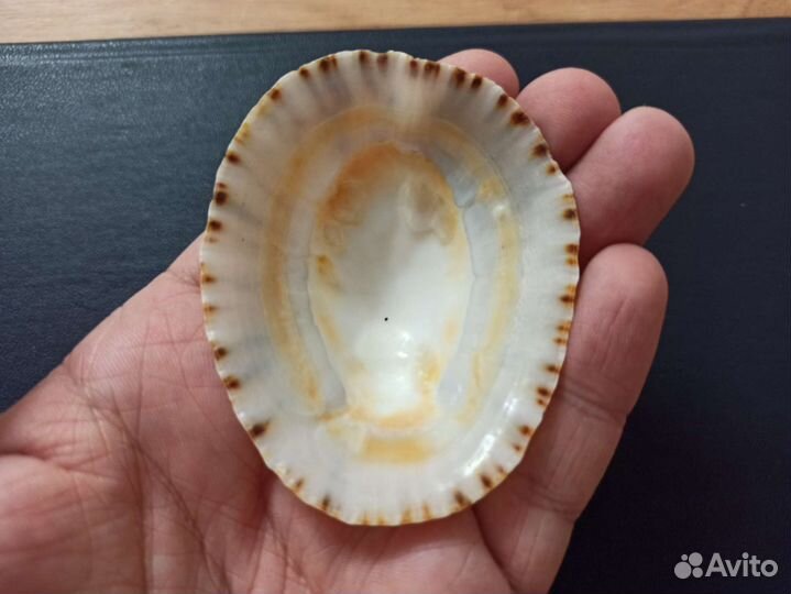 Морская раковина