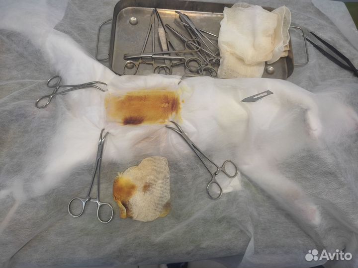 Стерилизация собак и кошек