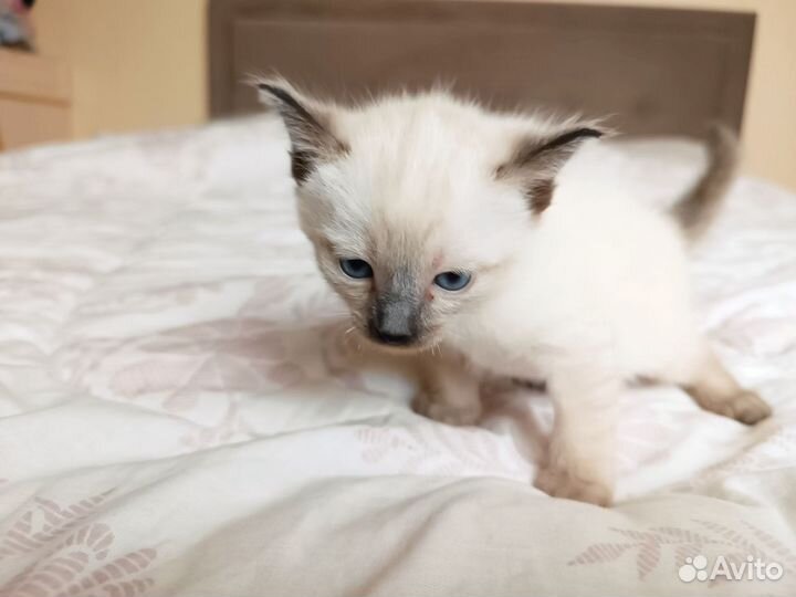 Тайские котята