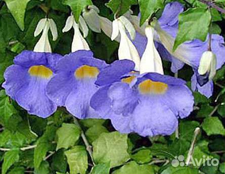 Комнатные красивоцветущие