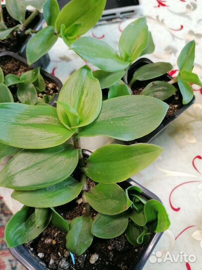 Традесканция