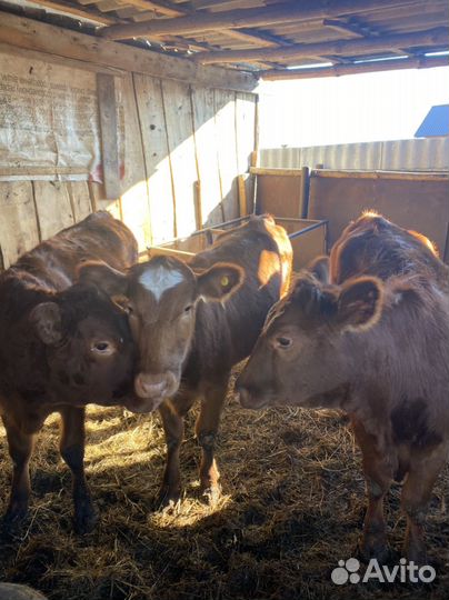 Телочки на племя