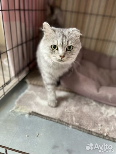 Кошечка в добрые руки