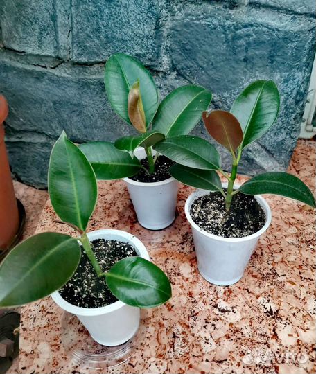 Фикус каучуконосный