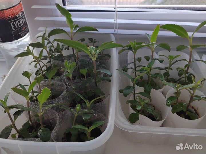 Черенки Каланхоэ