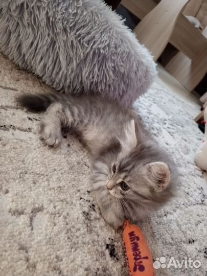 Котята в добрые руки бесплатно