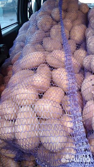 Продам картофель