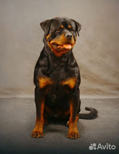 Вязка ротвейлера