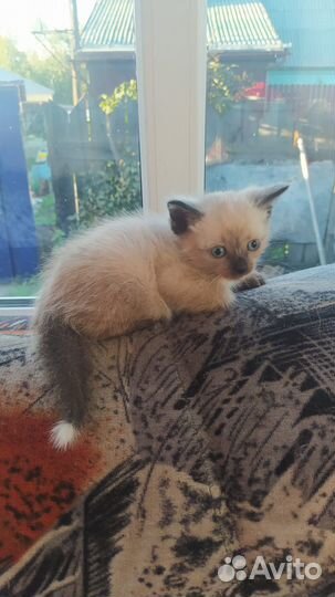 Сиамские котятки